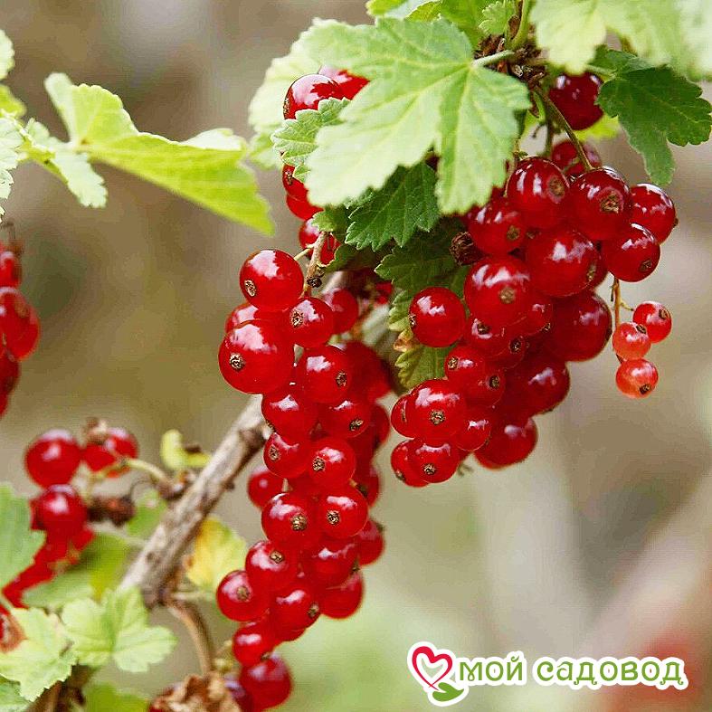 Смородина красная Рондом купить саженцы почтой из питомника "АГРОФОНД"