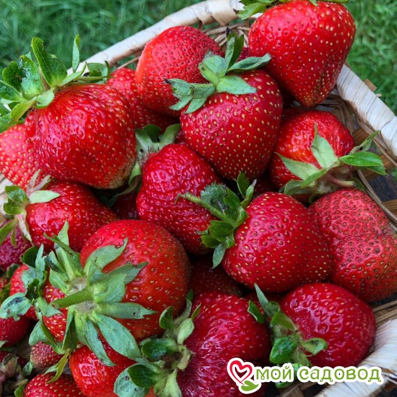 Клубника прими фото Клубника прими фото