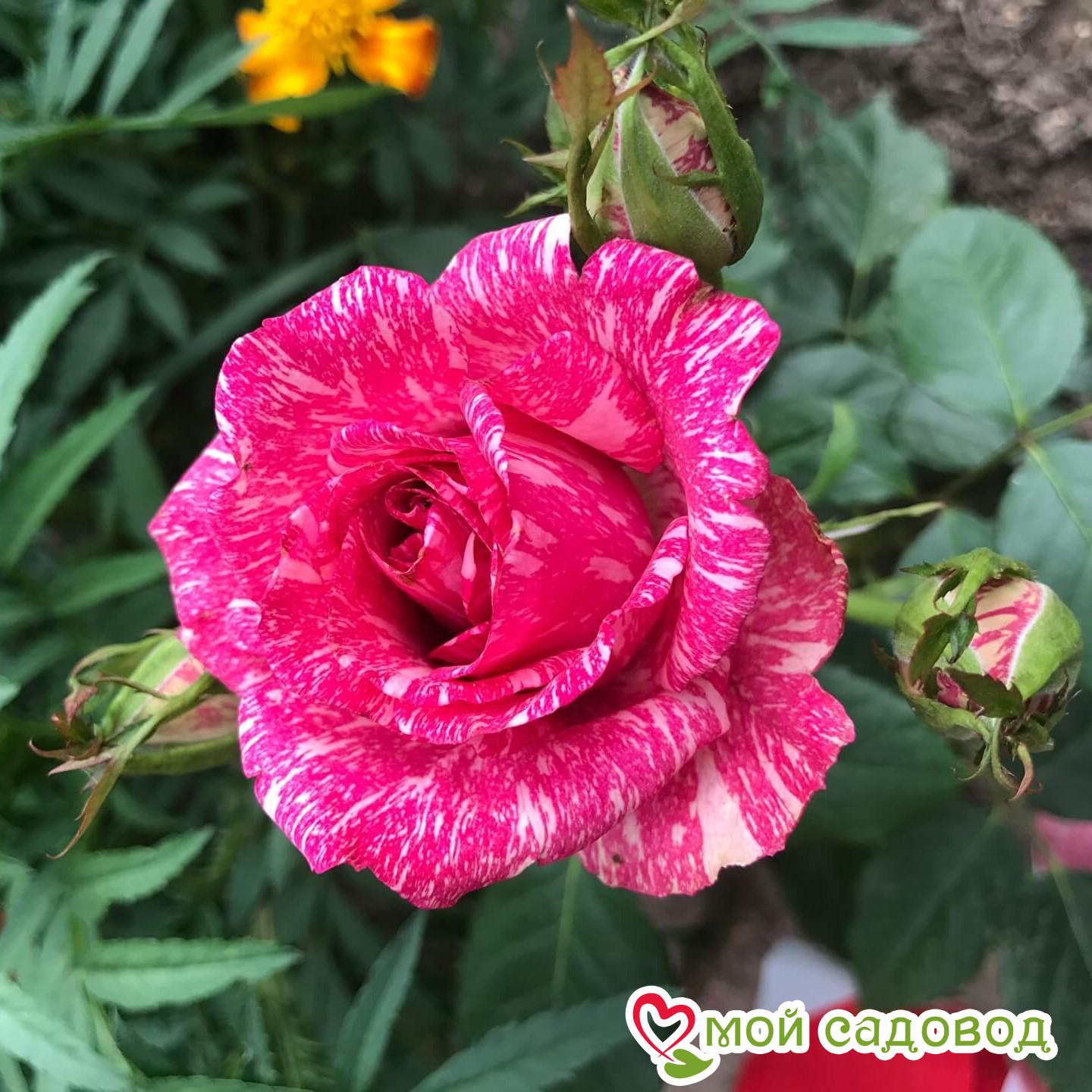 Фото и описание розы пинк Фото и описание розы пинк