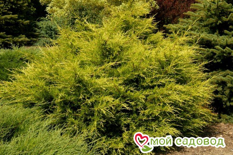 Можжевельник китайский Куривао Голд 30-40 см, С 2/3л - Зеленая страна - Больше и