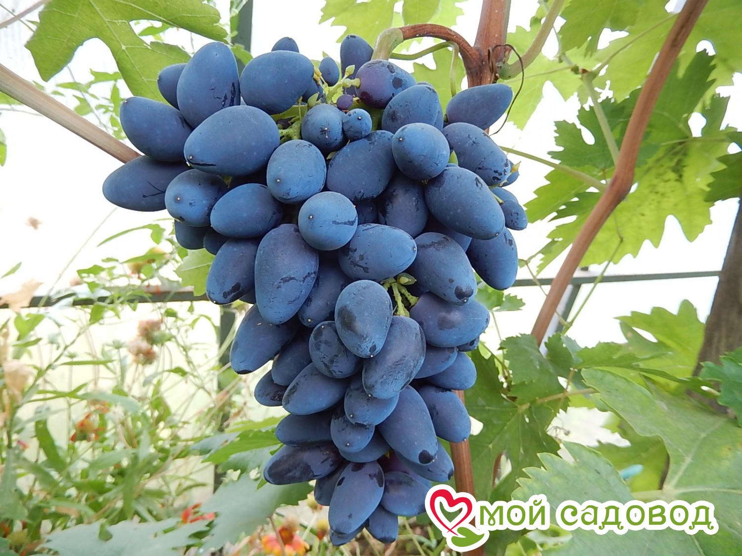 Виноград описание сорта фото отзывы видео. Сорт винограда Атос. Виноград памяти- Негруля. Виноград сорт Викинг. Виноград плодовый Кодрянка. Виноград описание сорта фото отзывы видео. Сорт винограда Атос. Виноград памяти- Негруля. Виноград сорт Викинг. Виноград плодовый Кодрянка.