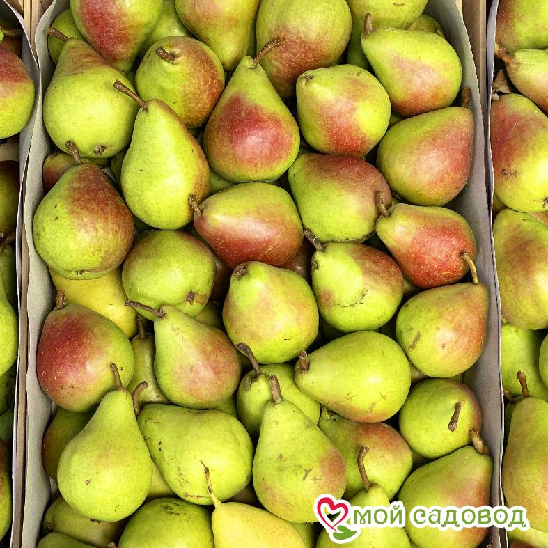 Груша сезонная фото Груша сезонная фото