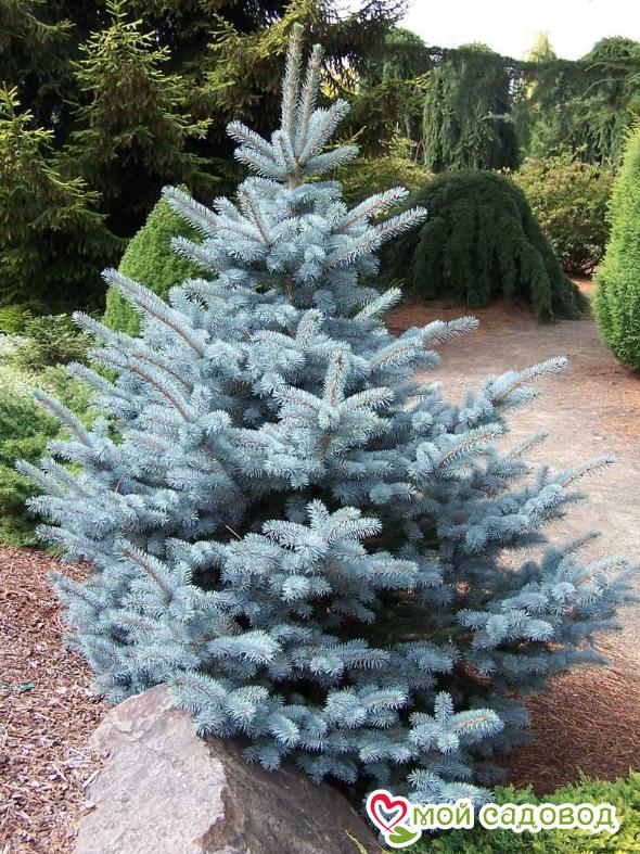 Колючая ель Глаука (Glauca)
