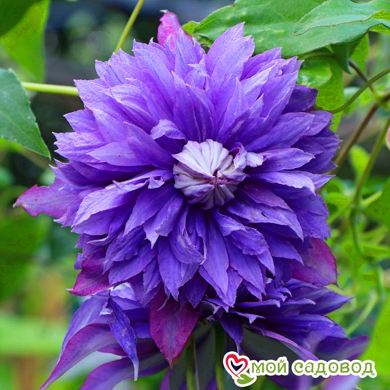 Диамантино клематис фото и описание Диамантино клематис фото и описание