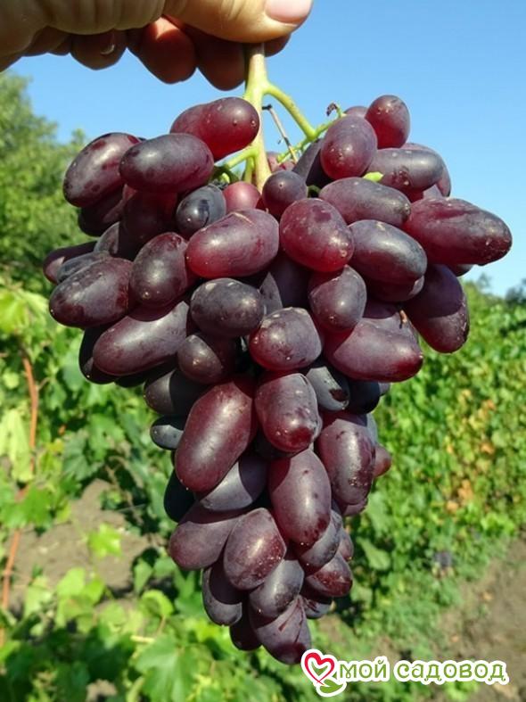 Виноград ольга описание сорта фото Виноград ольга описание сорта фото