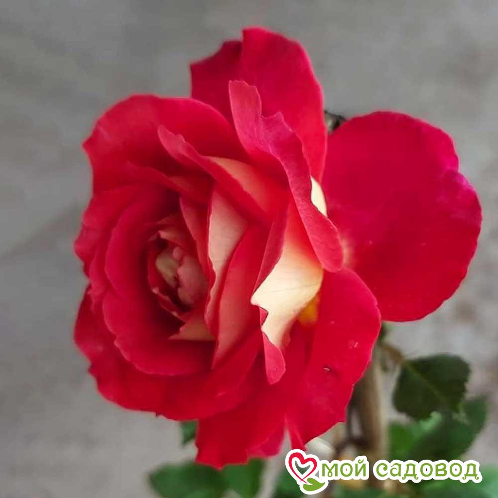 Роза Доктор Массад