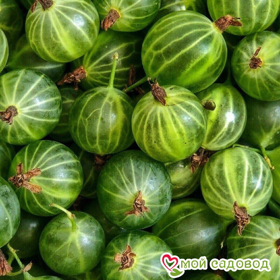 Зеленая ягода фото Зеленая ягода фото