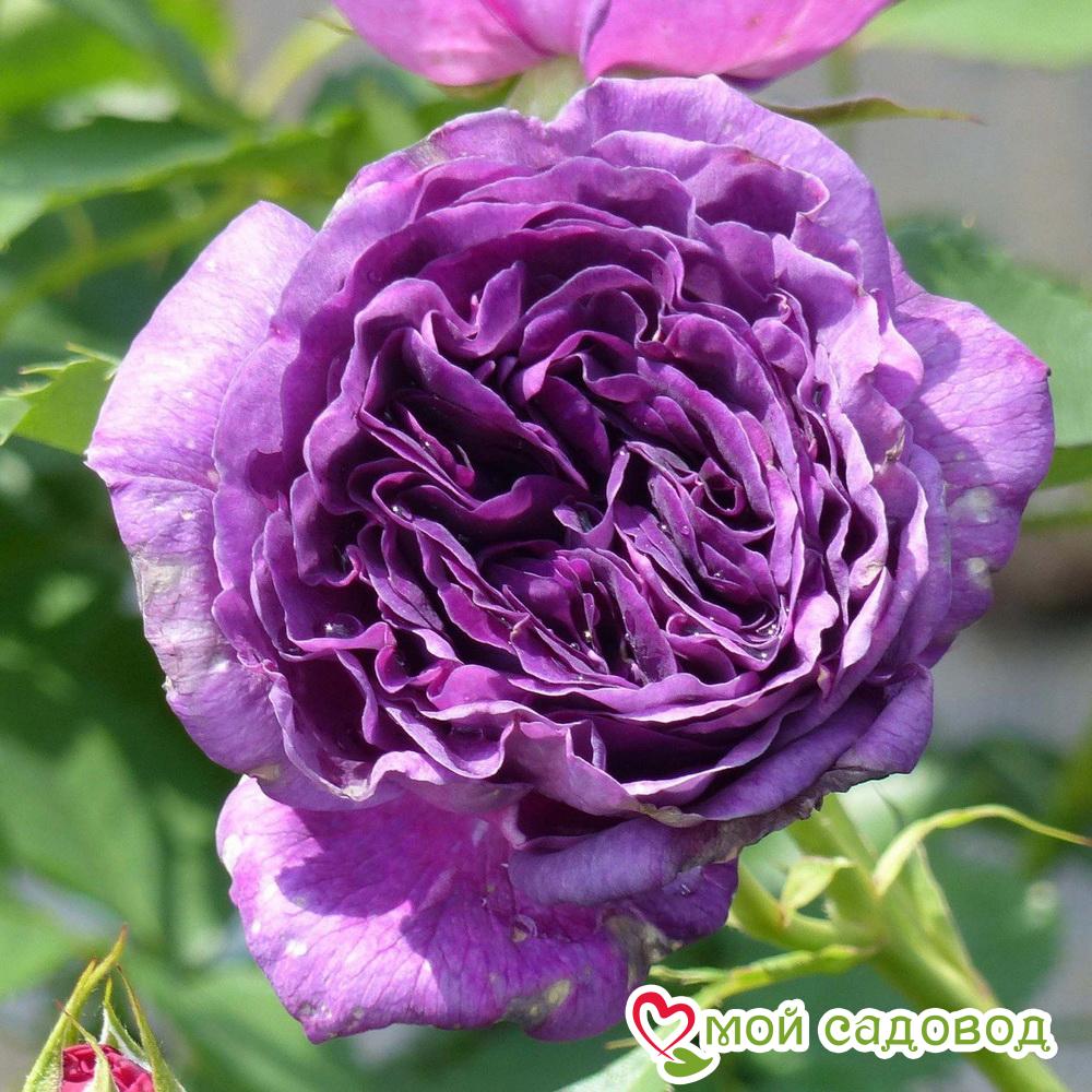 Роза минерва фото и описание отзывы Роза минерва фото и описание отзывы