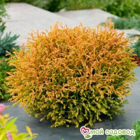 Туя Голден Таффет (Golden Tuffet) в Ростове-на-Дону