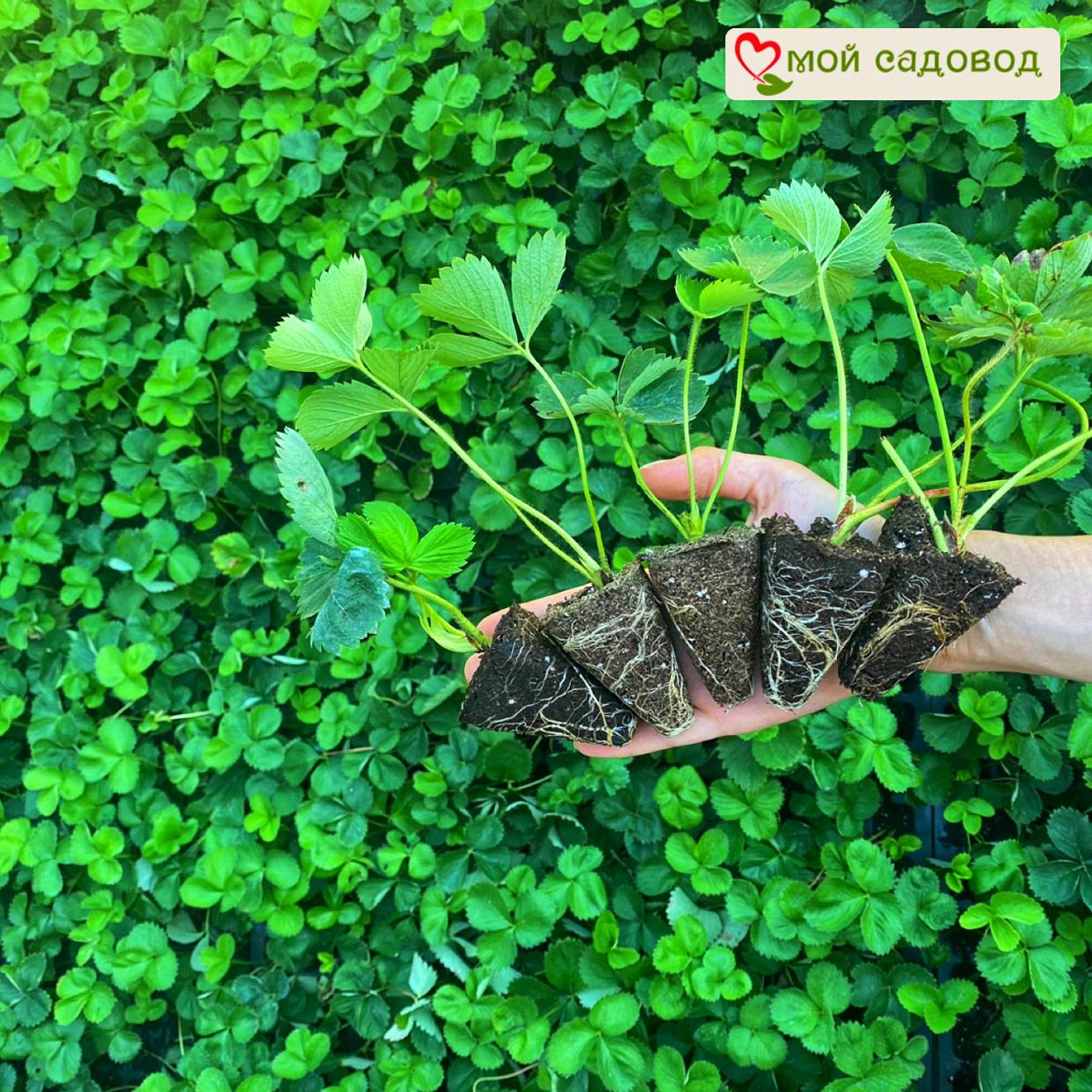 Клубника Сирия – 1 ₽