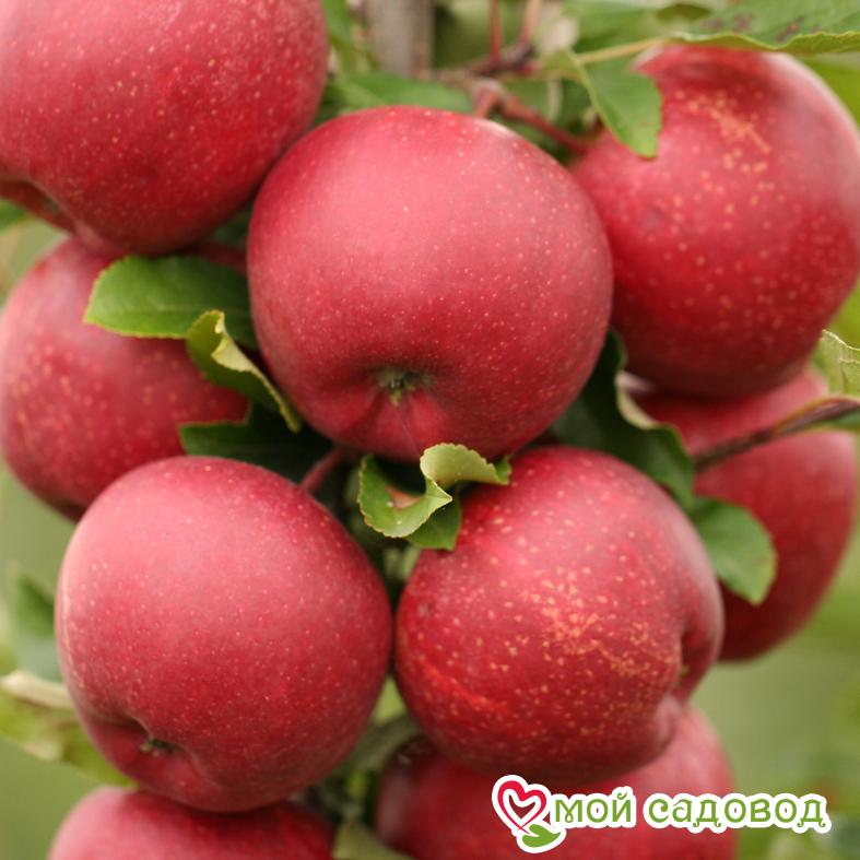 Сорт яблок гала фото Сорт яблок гала фото