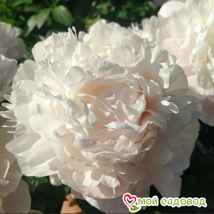 Корин версан пион фото Корин версан пион фото