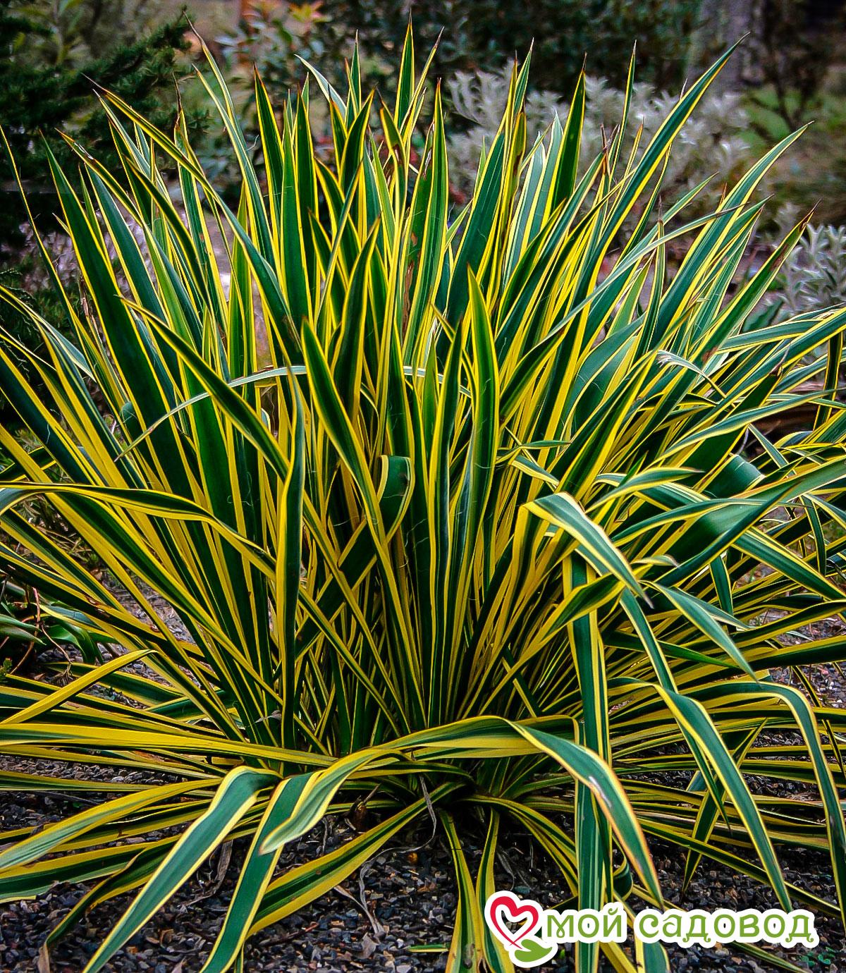 Юкка нитчатая (Yucca filamentosa)