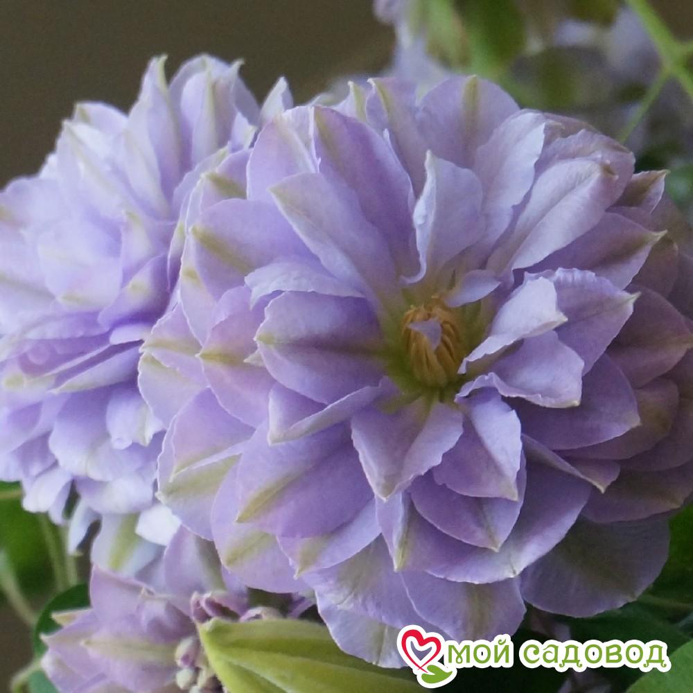 клематис крупноцветковый капер. клематис gipsy queen. клематис (clematis margaret hunt. клематис , сорт тюдор. клематис дороти уолтон.