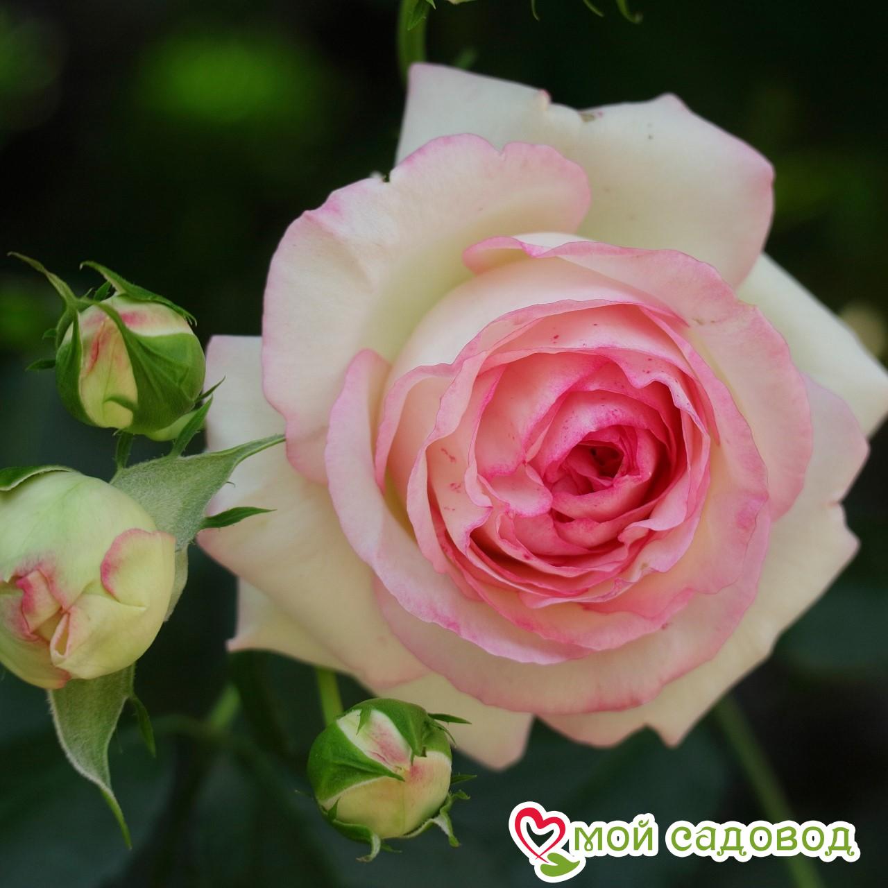 Роза чайно-гибридная Дольче Вита / саженец розы - купить с доставкой по выгодным