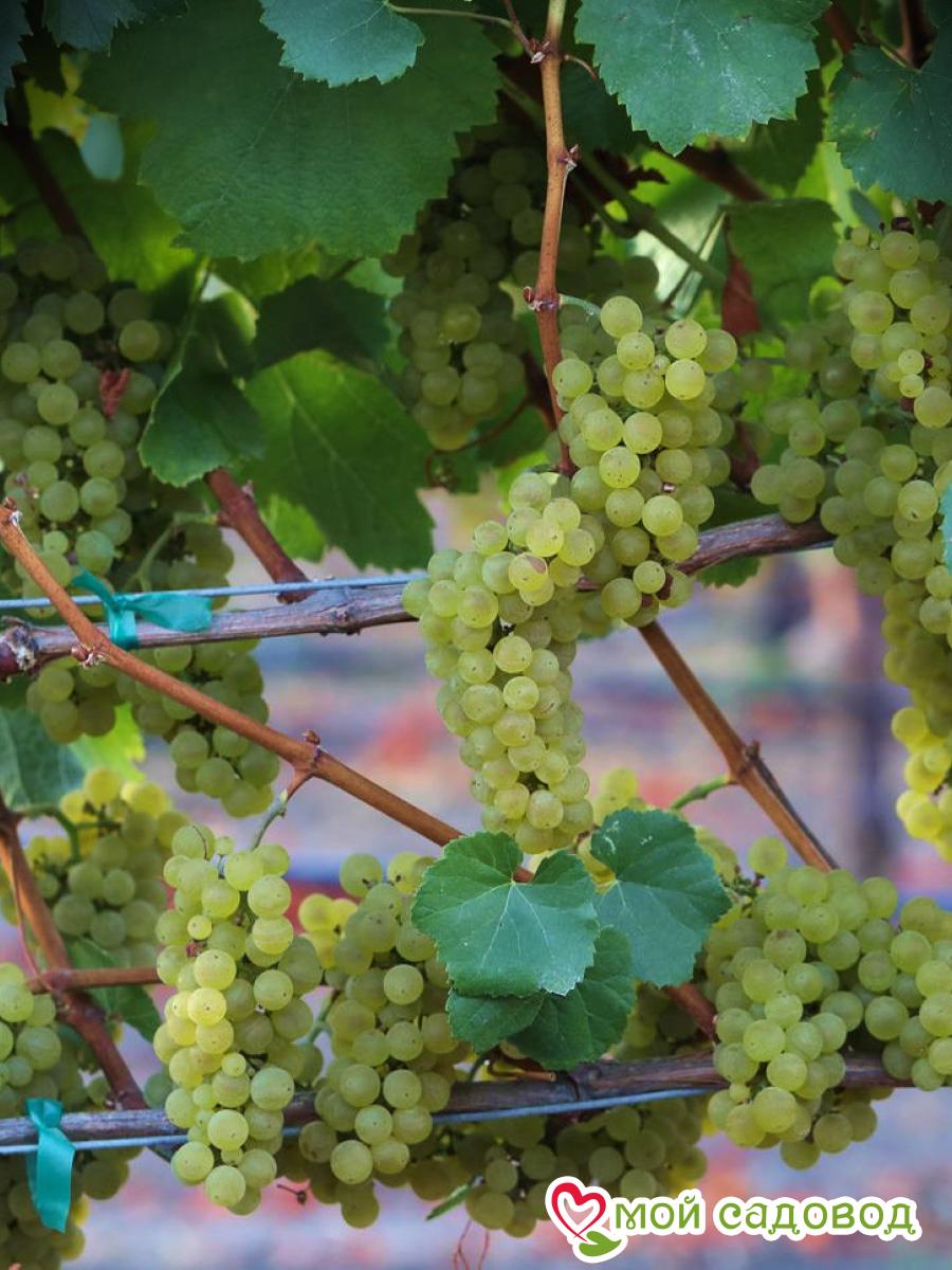 Виноград Шардоне Блан