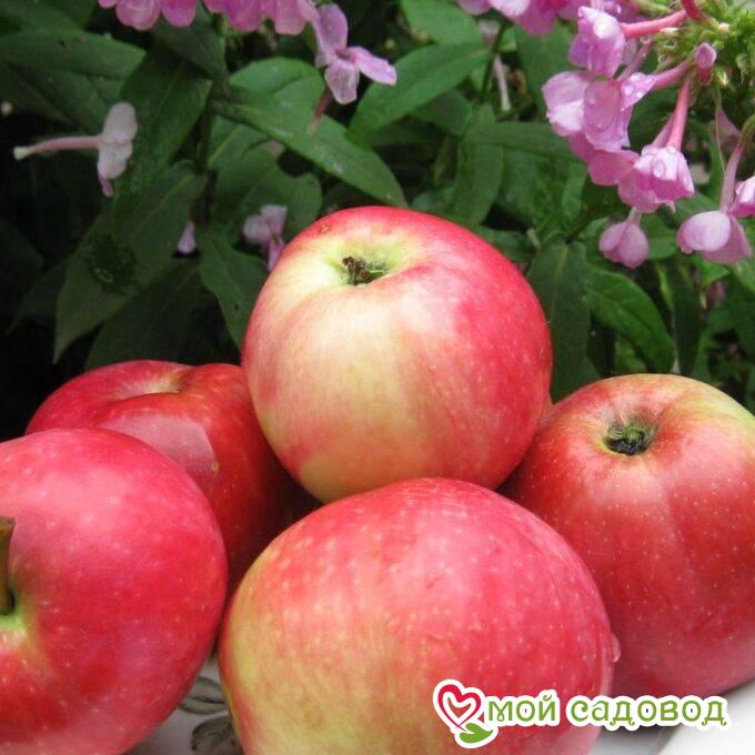 Яблоня Июльское Черненко