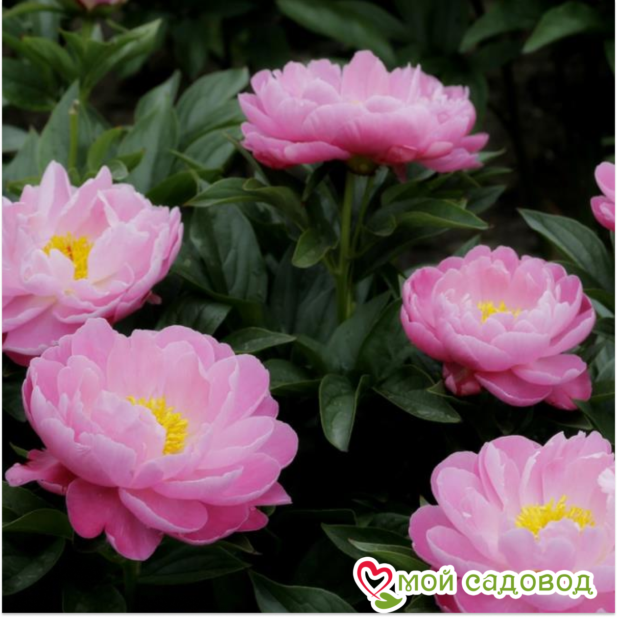 Смотрите видео "Пион Пинк Делайт (PINK DELIGHT). Славянск-на-Кубани. В саду Аста