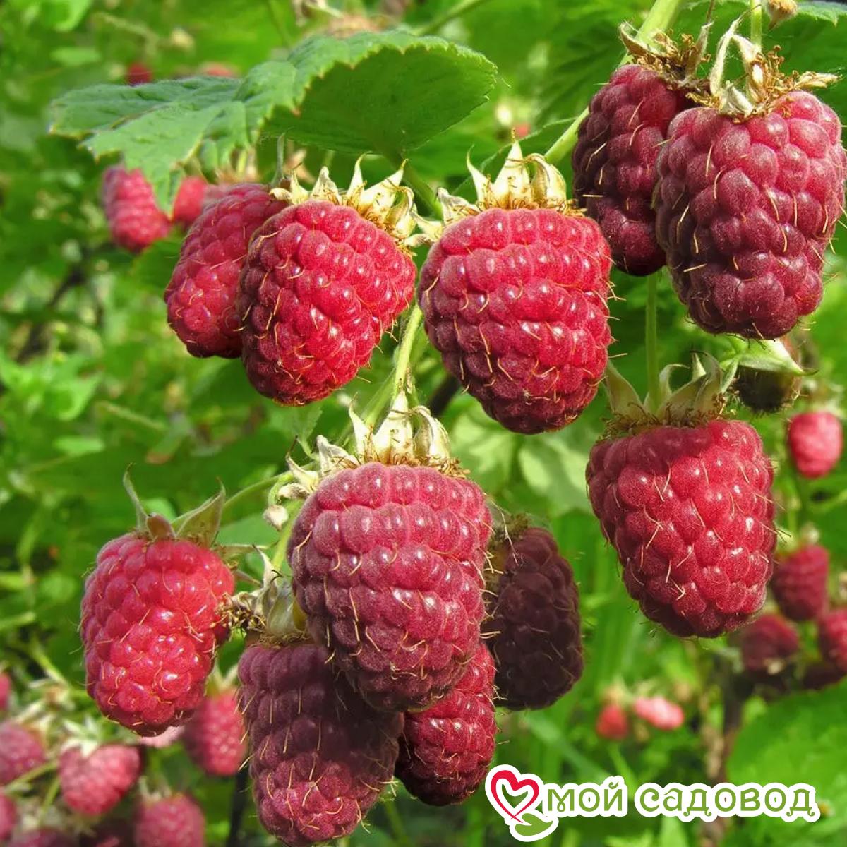 Малина порода собака фото Малина порода собака фото