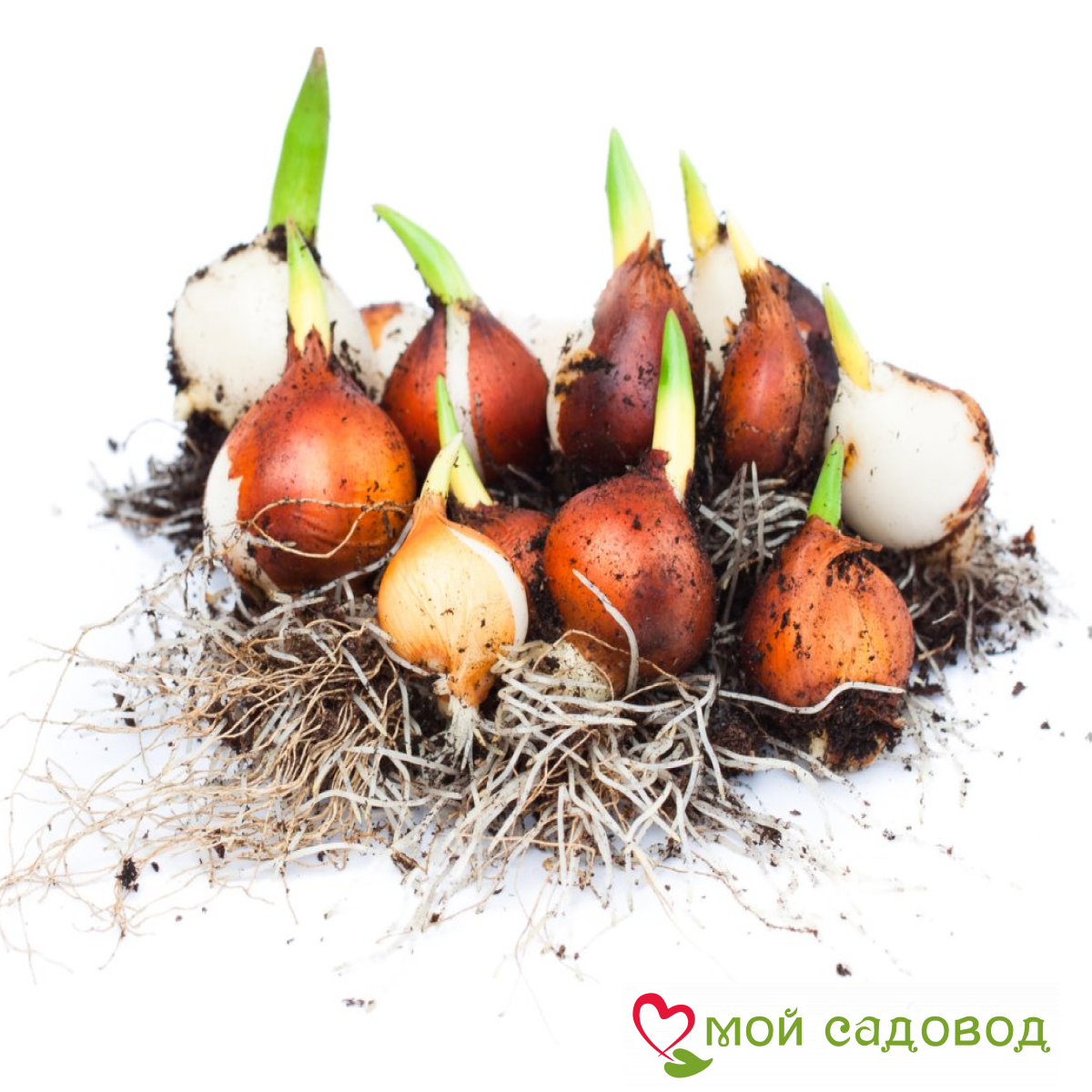 Тюльпан Роял Гарнит